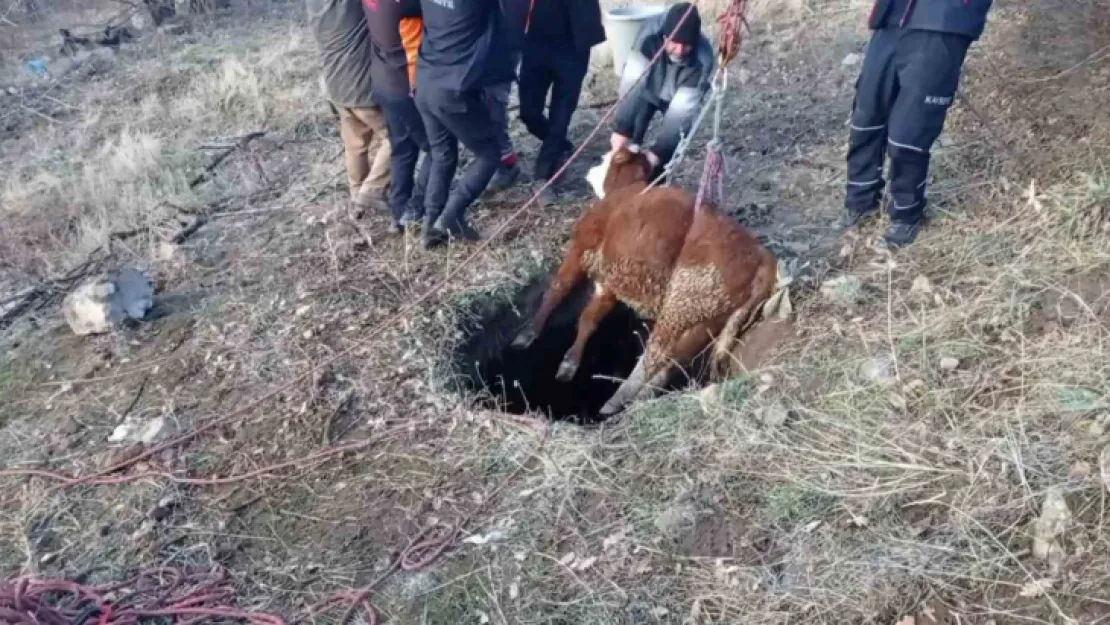 Çukura düşen buzağıyı itfaiye kurtardı