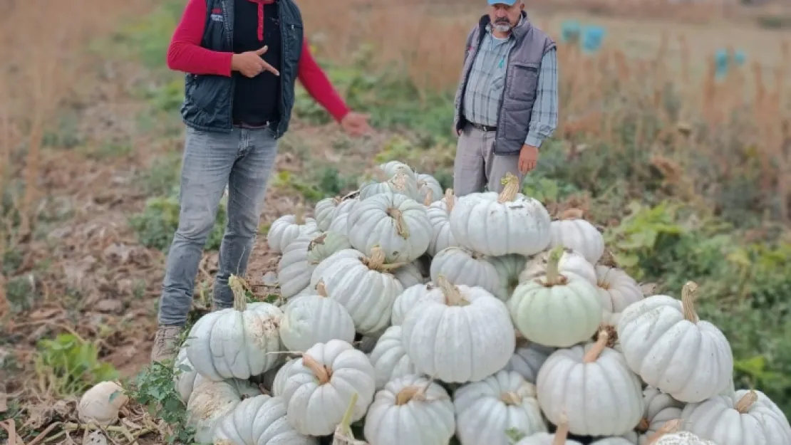 Deneme amaçlı ekimden 9 ton üretim