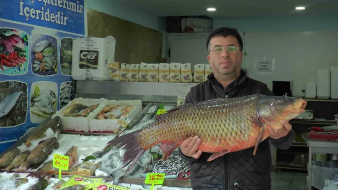 Denizi olmayan Kayseri'den balık ihracatı yapıyor