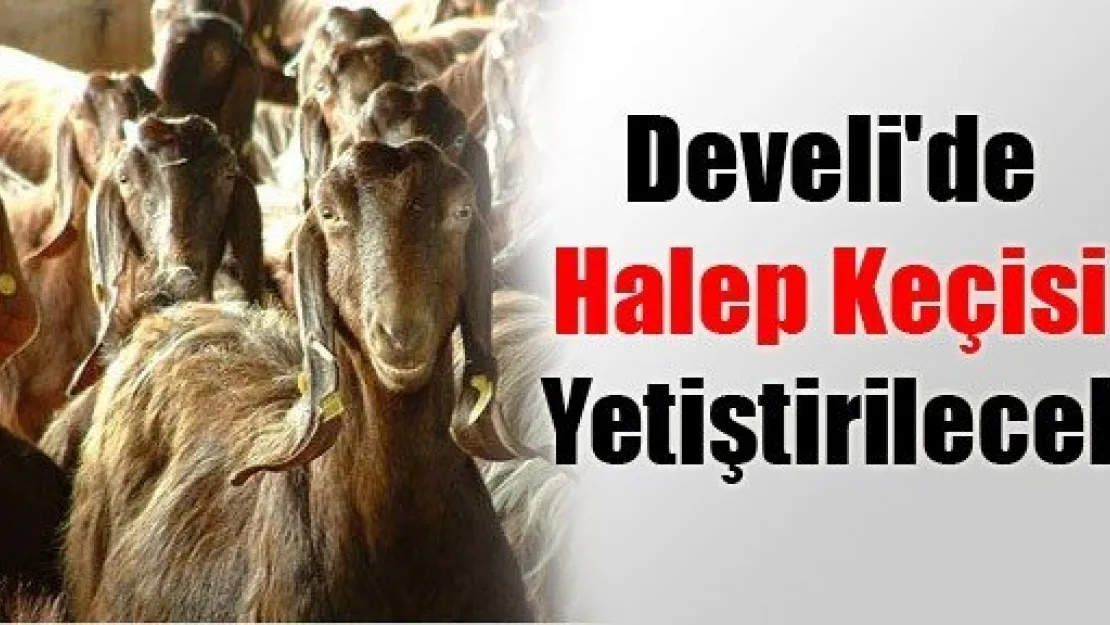 Develi'de Halep Keçisi Yetiştirilecek