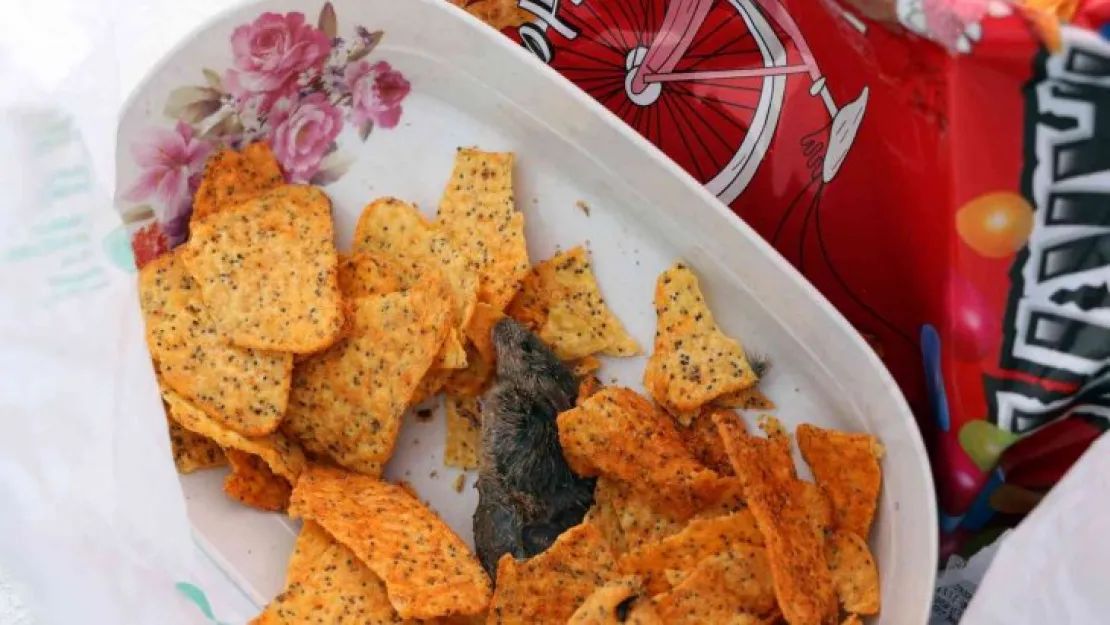 Cips paketinin içinden fare ölüsü çıkınca şoke oldular