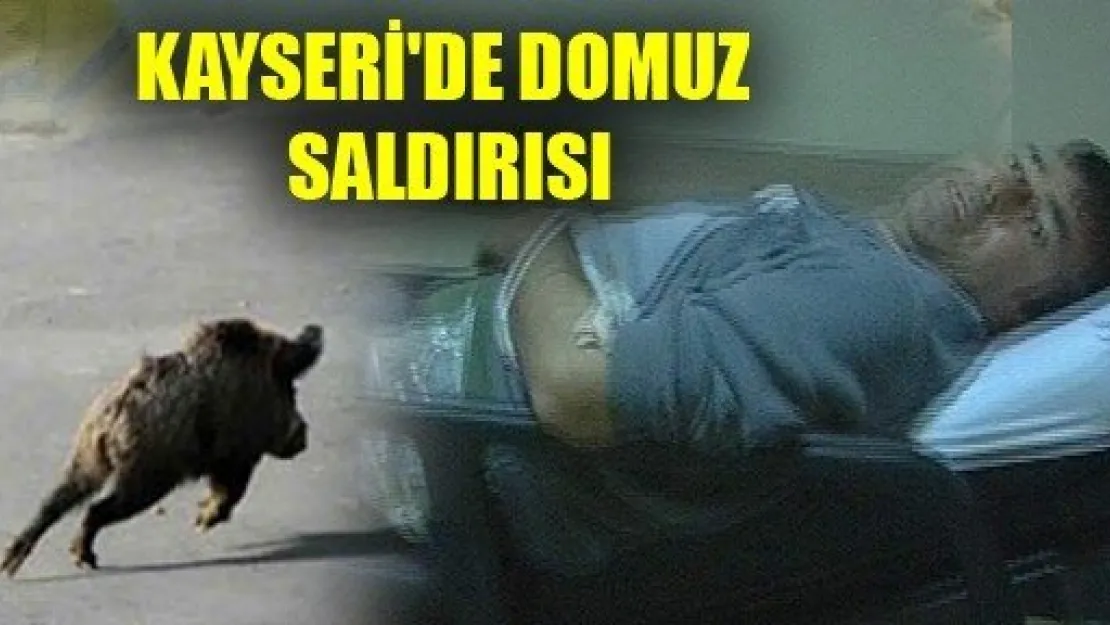 Domuz Saldırdı