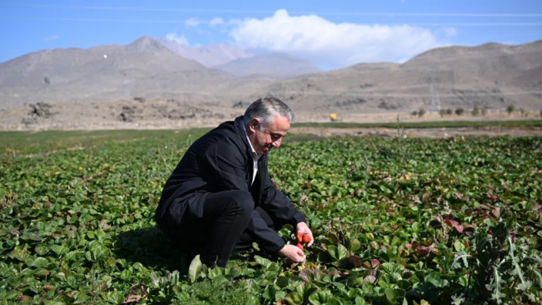 Erciyes'in eteklerinde yetiştirilen çilek fidesi 6 ülkeye ihraç ediliyor