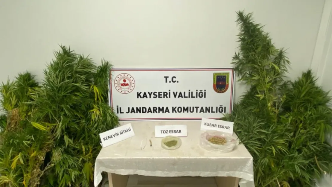 Evinde kenevir yetiştiren şahıs jandarmadan kaçamadı