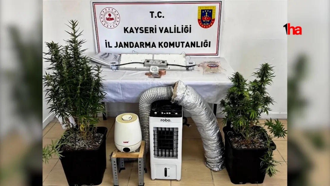 Evinde kenevir yetiştiren şüpheliye gözaltı