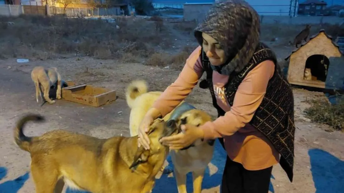 Evini sokak hayvanlarına açtı