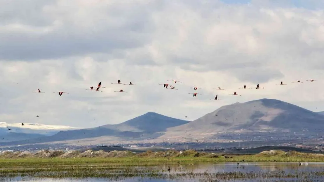 Flamingolar Hürmetçi Sazlığı'nda