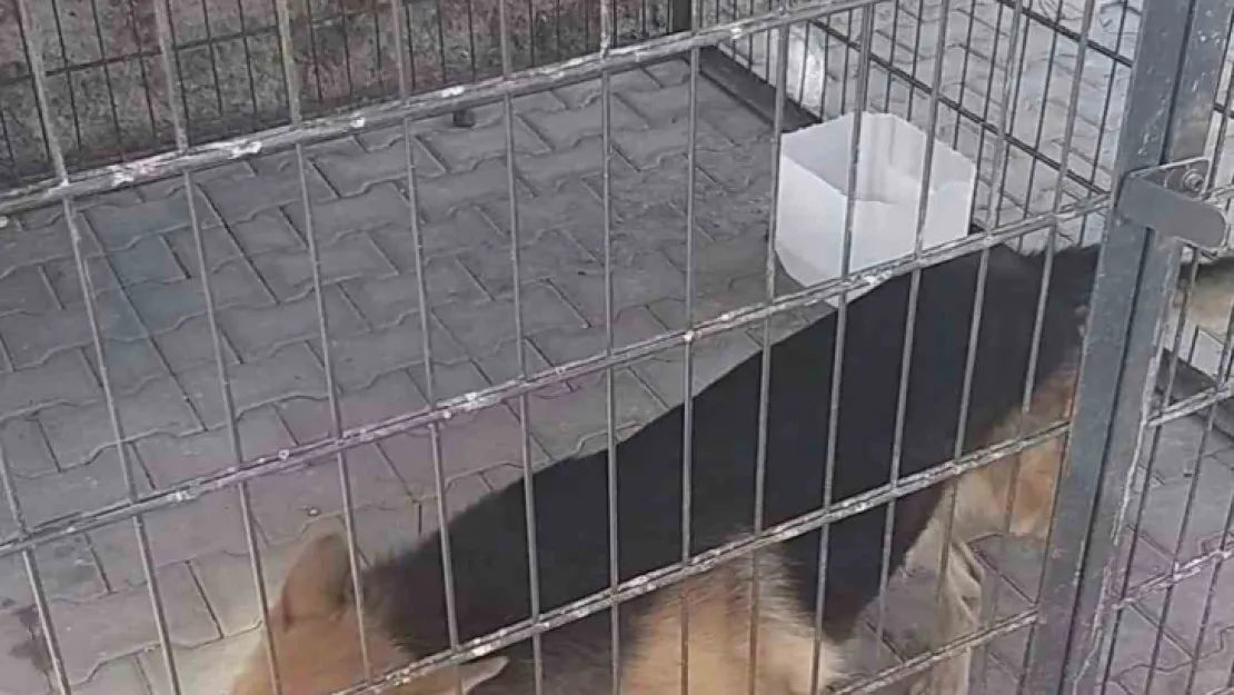 Saldırgan köpeğin bakıcısına işlem yapıldı