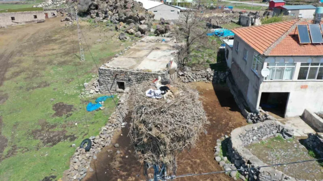 Göçmen Leylekler Hürmetçi Sazlığı'nda