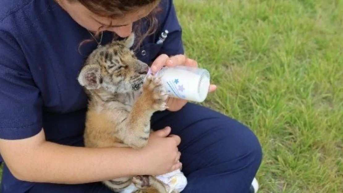 Harikalar Diyarında Bengal Kaplanı Ve Vervet Maymunu Yavruları İlgi Odağı Oldu 
