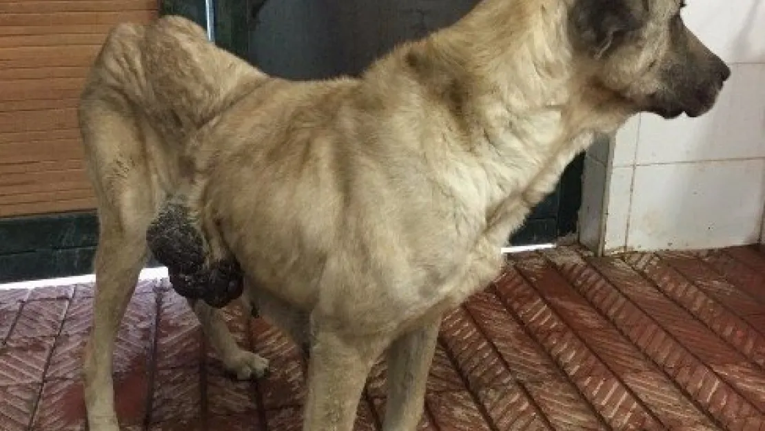 Hasta Sokak Köpeği Hayvanat Bahçesinde Sağlığına Kavuşturuldu 