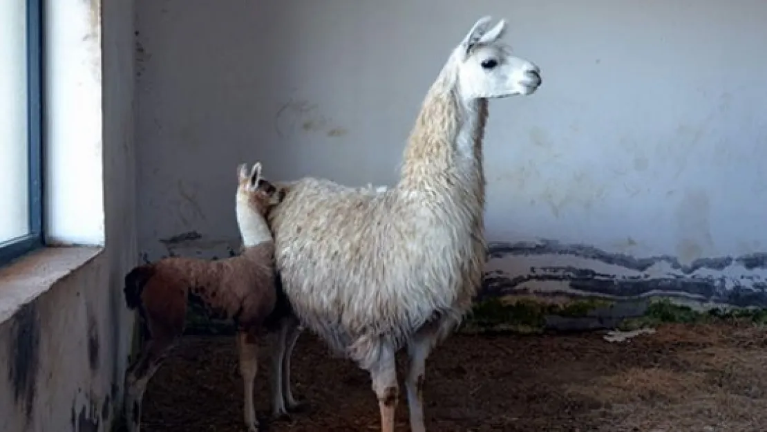 HAYVANAT BAHÇESİNİN YENİ ÜYESİ YAVRU LAMA OLDU
