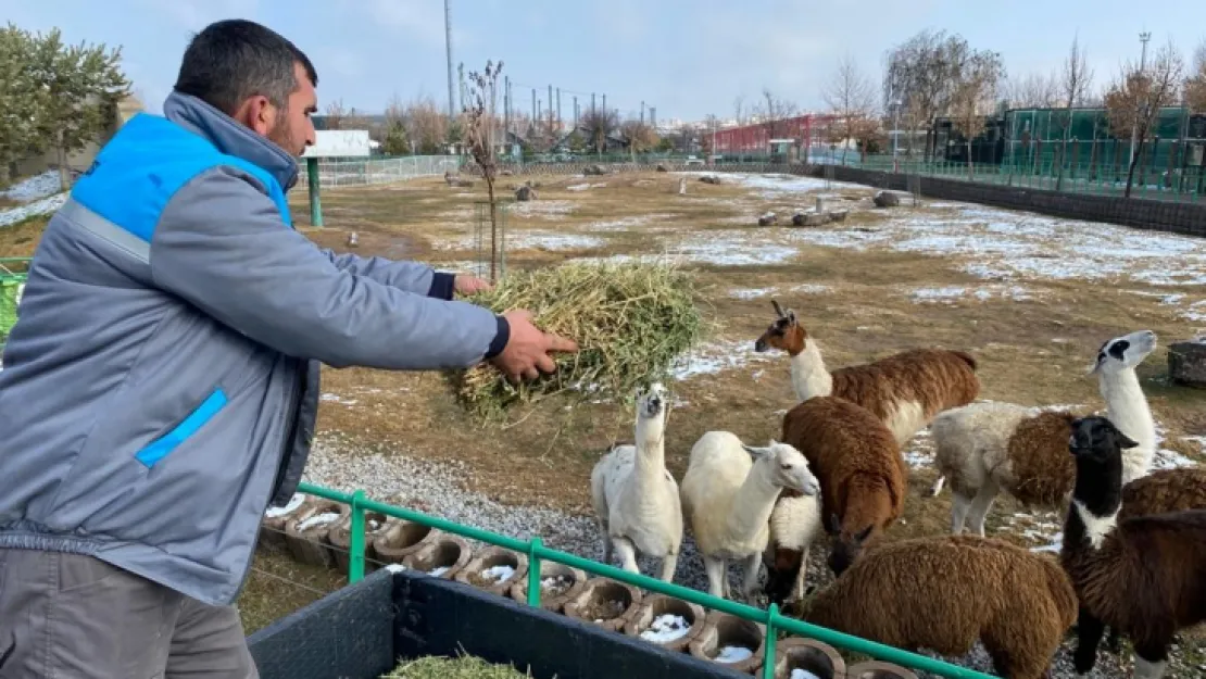 Hayvanlara zorlu kış şartları hissettirilmiyor