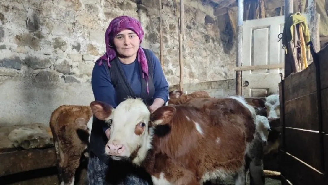 Her birine isim verdiği buzağılarına özenle bakıyor