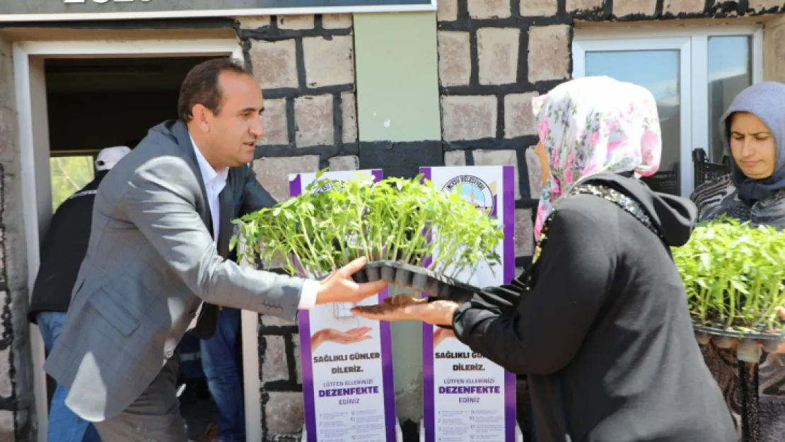 İncesu'da 50 bin kök domates ve biber fidesi dağıtıldı