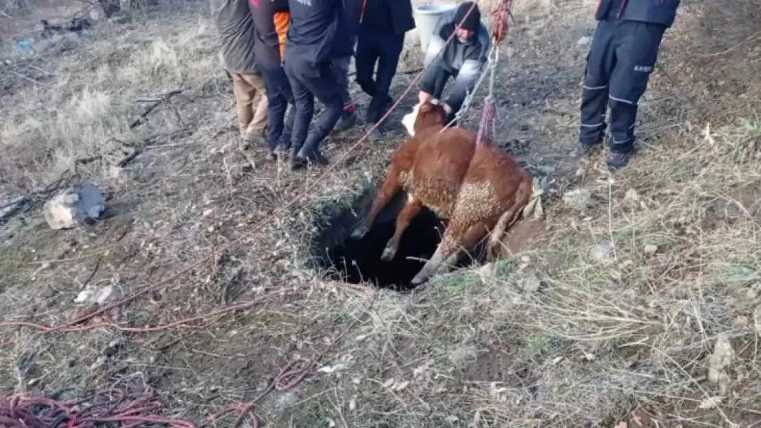 İtfaiye ekipleri çukura düşen buzağıyı kurtardı