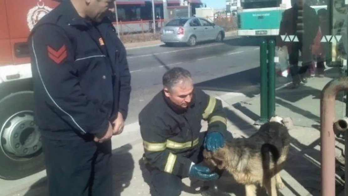 İtfaiye'den Köpek Kurtarma Operasyonu 