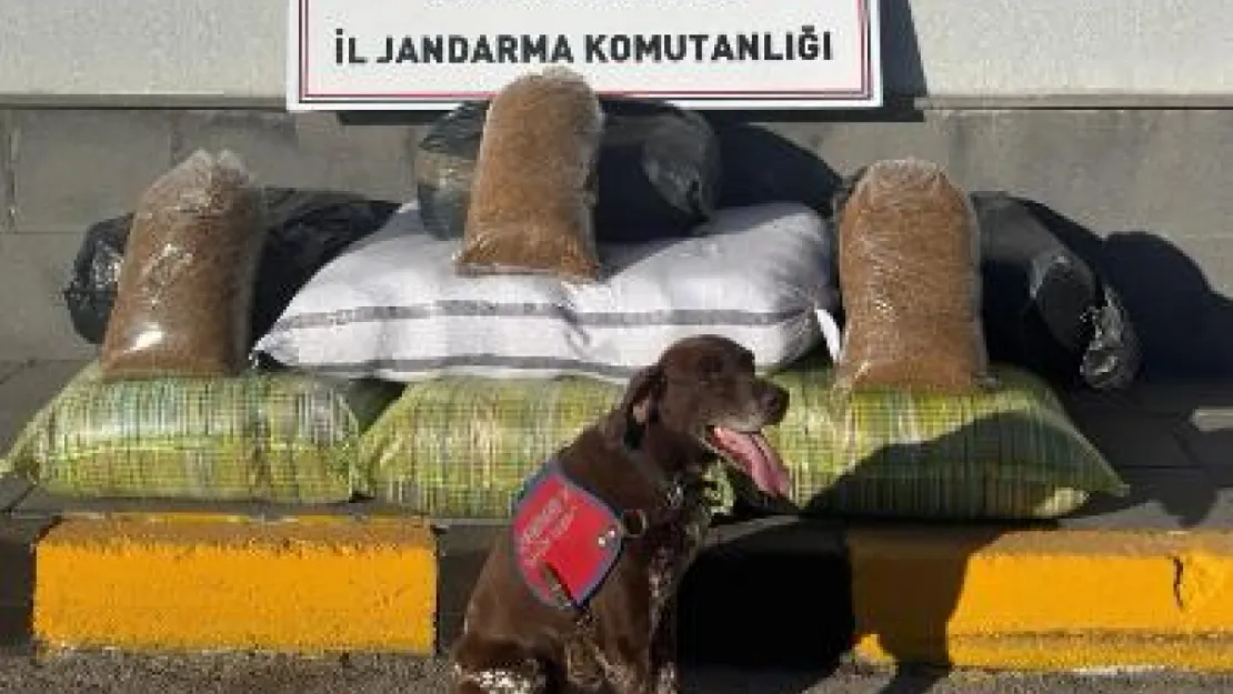 Jandarma ekipleri 1 ayda 274 kişiyi yakaladı