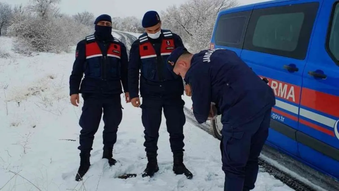 Jandarma sokak hayvanlarını unutmadı