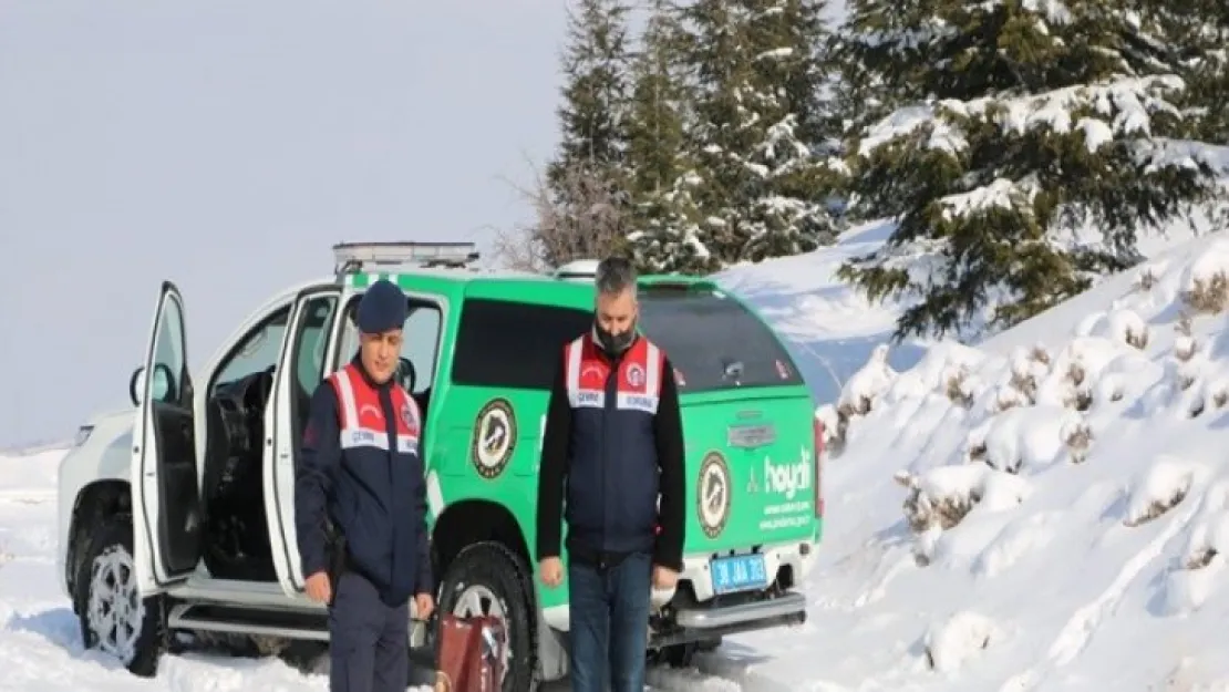 Jandarma sokak hayvanlarını ve yılkı atlarını besledi