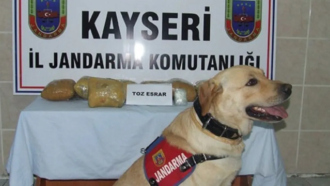 Jandarma 10 kilo toz esrar ele geçirdi