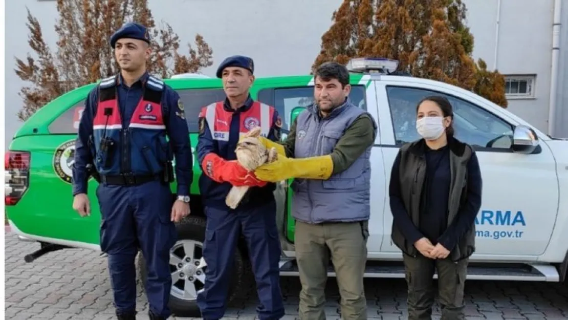 Jandarmanın bulduğu yaralı şahin koruma altına alındı