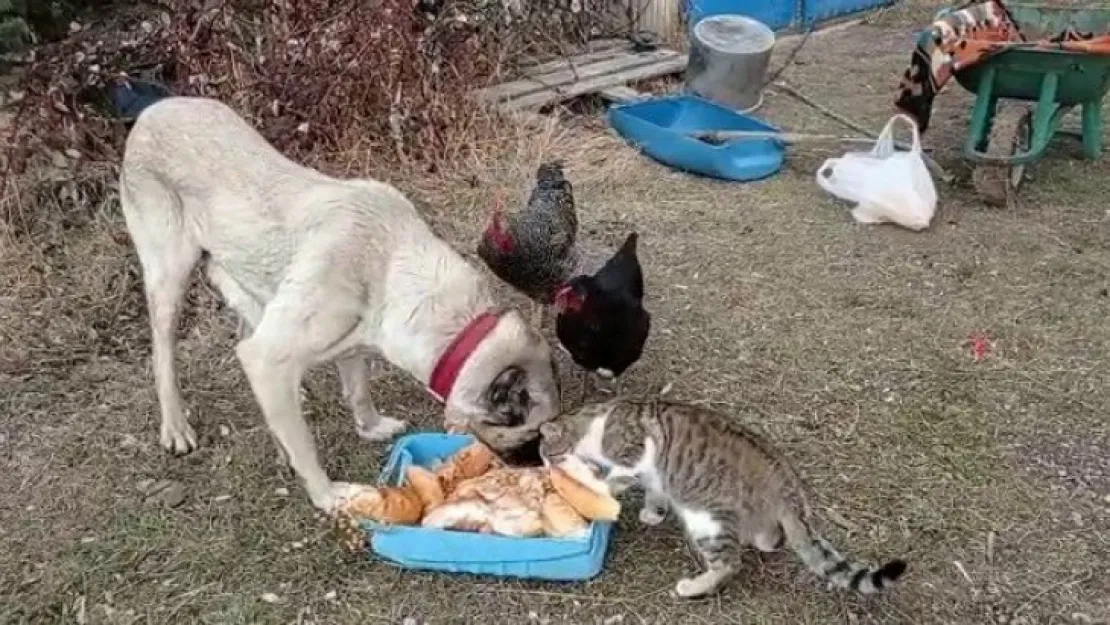 Kangal köpeğinin kediyle dostluğu yürekleri ısıttı