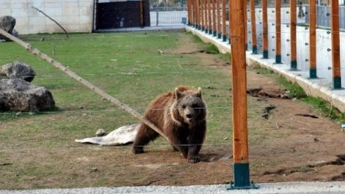 Kardeş Ayıların Oyun Zamanı