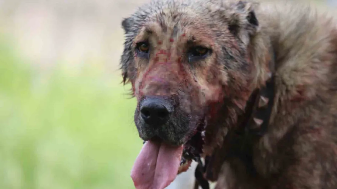 Kasıtlı tahrik edilen köpek 'silahla tehdit' suçu oluşturuyor