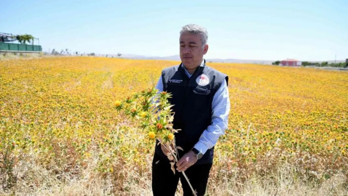 Kayseri aspir merkezi oldu