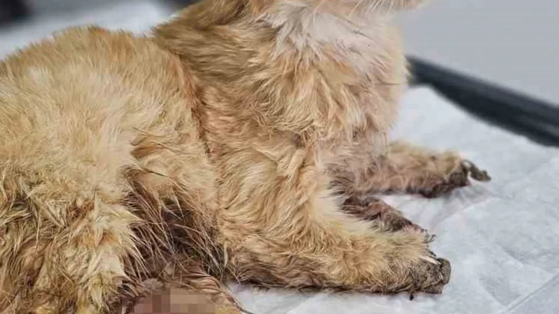 Kayseri'de bacakları kesilmiş bir kedi bulundu