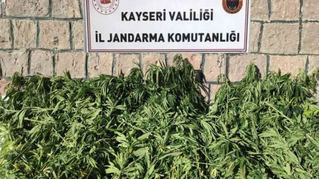 Kayseri'de bin 125 kök kenevir ele geçirildi