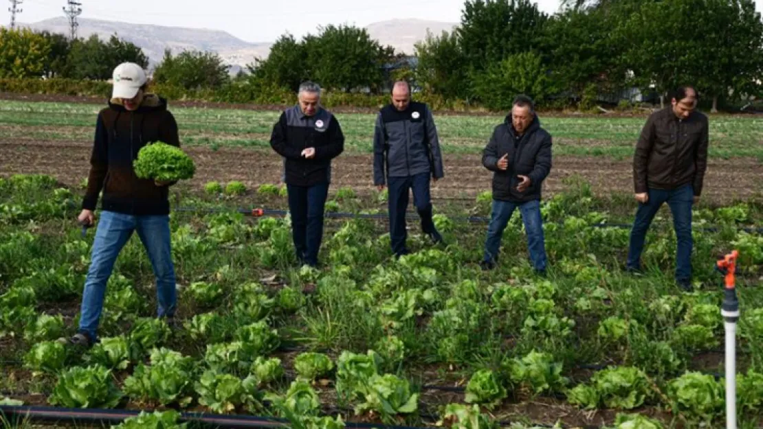 Kayseri'de ilk kez 'ıceberg marul' ekildi