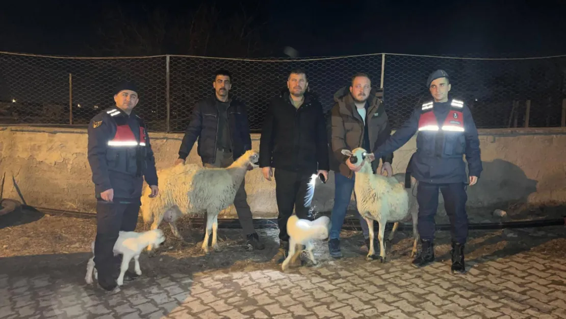 Kayseri'de küçükbaş hayvan hırsızları yakalandı