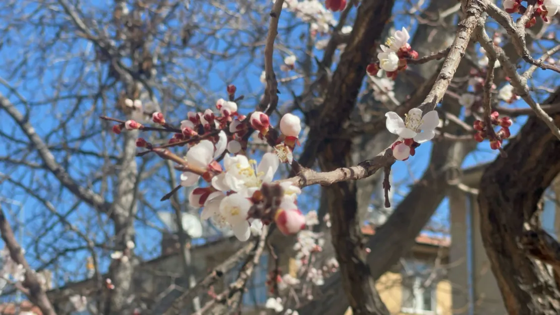 Kayseri'de meyve ağaçları çiçek açtı