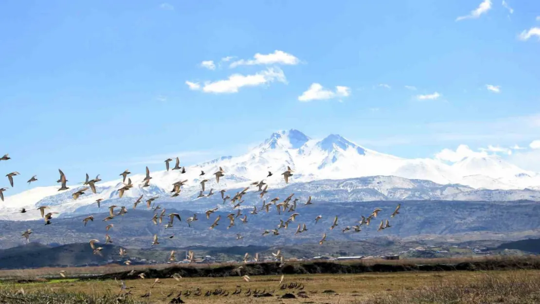 Kayseri'nin doğal kuş cenneti baharı müjdeliyor