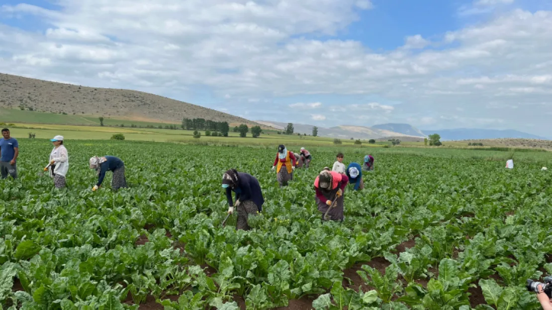 Kayseri Şeker Fabrikası çiftçileri özelleştirilmeden memnun