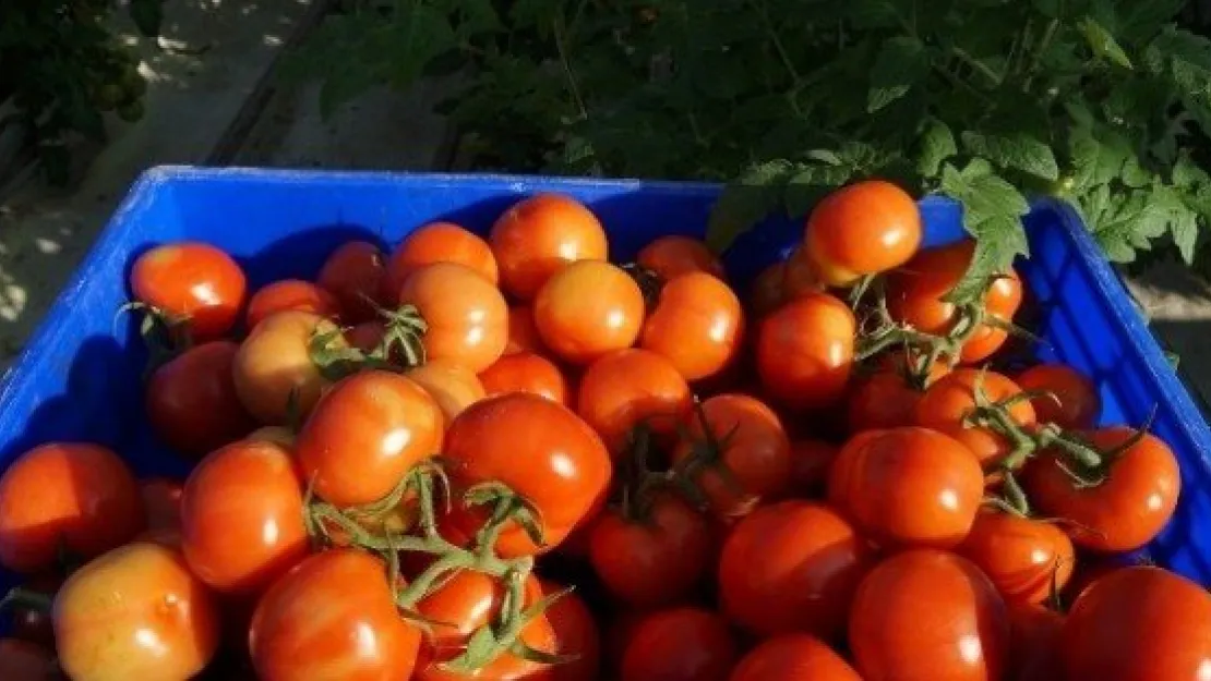 Kayseri Şeker'in Serasında  Domates Hasadına Başlandı 