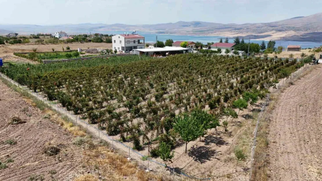 Kayserililer böğürtleni dalında yiyor