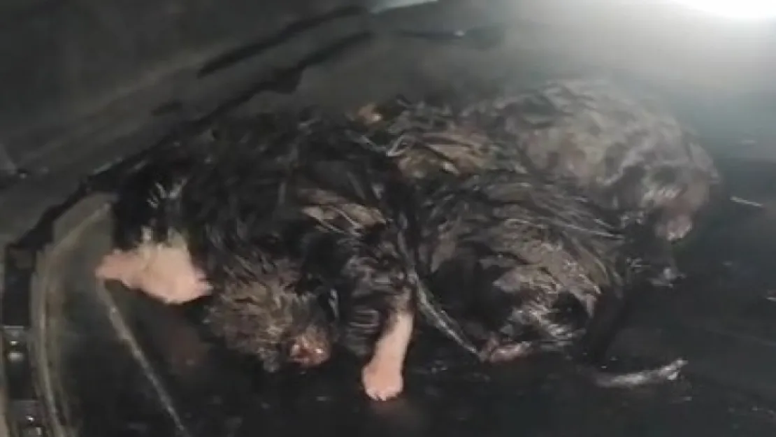 Kedi, aracın tamponunda doğum yaptı