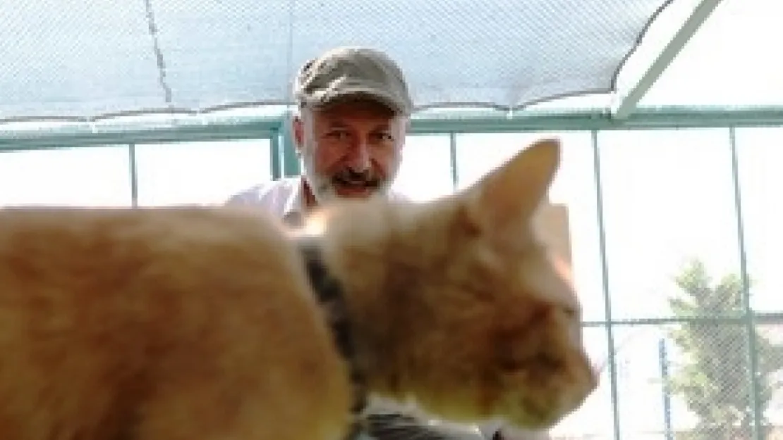 'Kedi Kasabası' hayvanseverlerin ilgi odağı