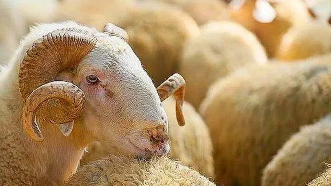 Kimler kurban kesmekle yükümlüdür?