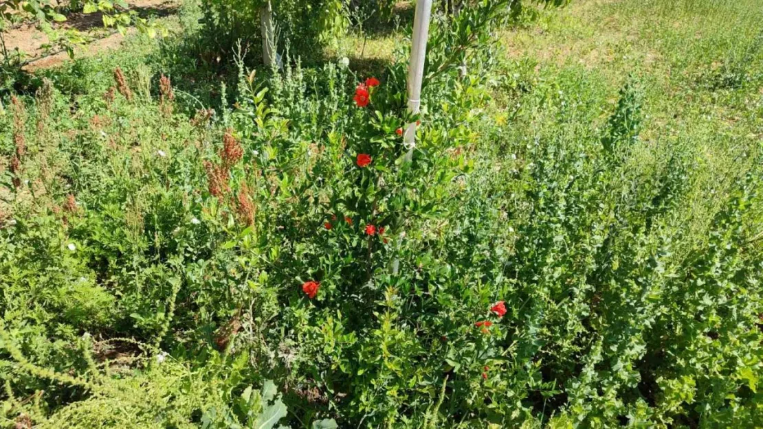 Kırşehir'de nar ve incir yetiştirdi