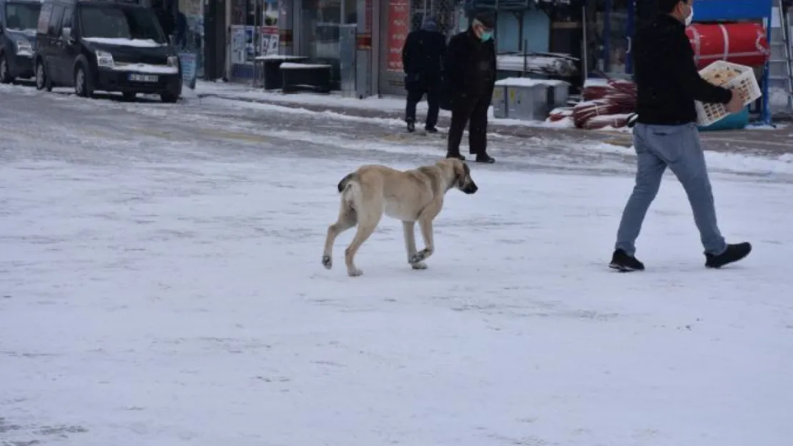 Kış aylarında aç kalan başıboş köpekler tehlike arz ediyor: Belediyeler acil önlem almalı