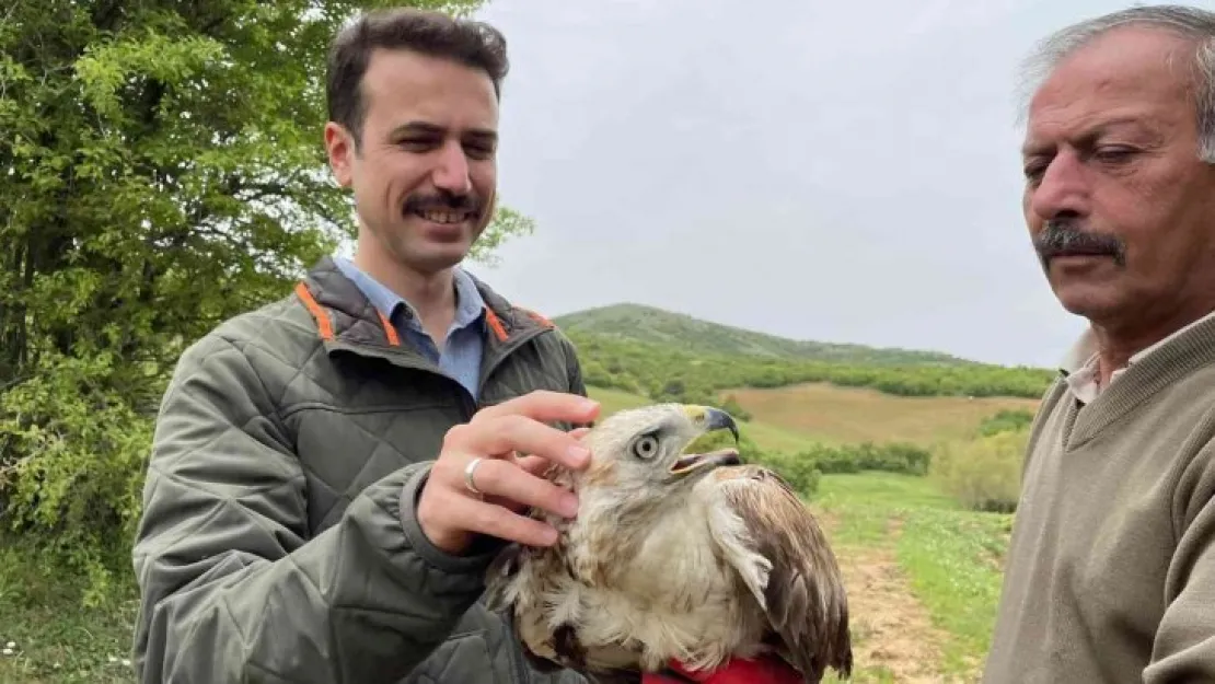 Kızıl Şahin, 2 aylık tedavisinin ardından doğaya salındı