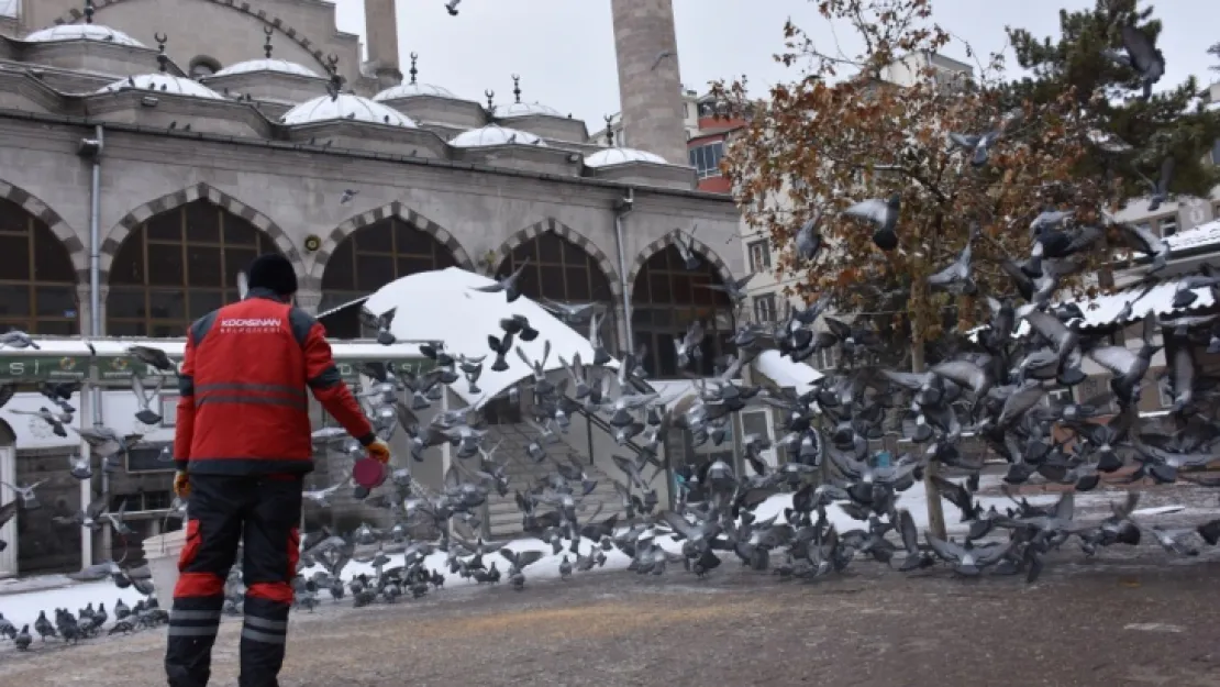 Kış mevsimi boyunca sokak ve yaban hayvanları için 18 ton yem