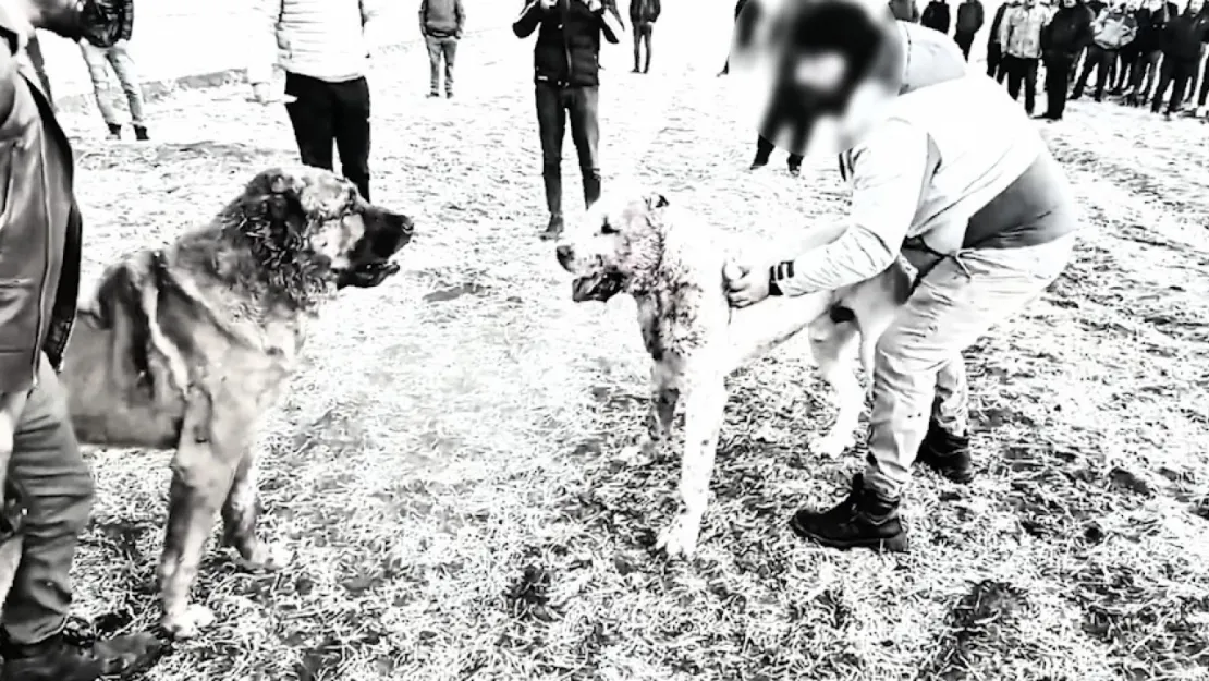 Köpek boğuşturan 8 kişi gözaltına alındı
