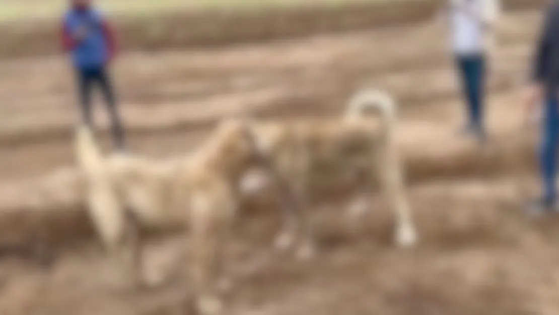 Köpek dövüşü sanal devriyede tespit edildi: 2 kişi yakalandı