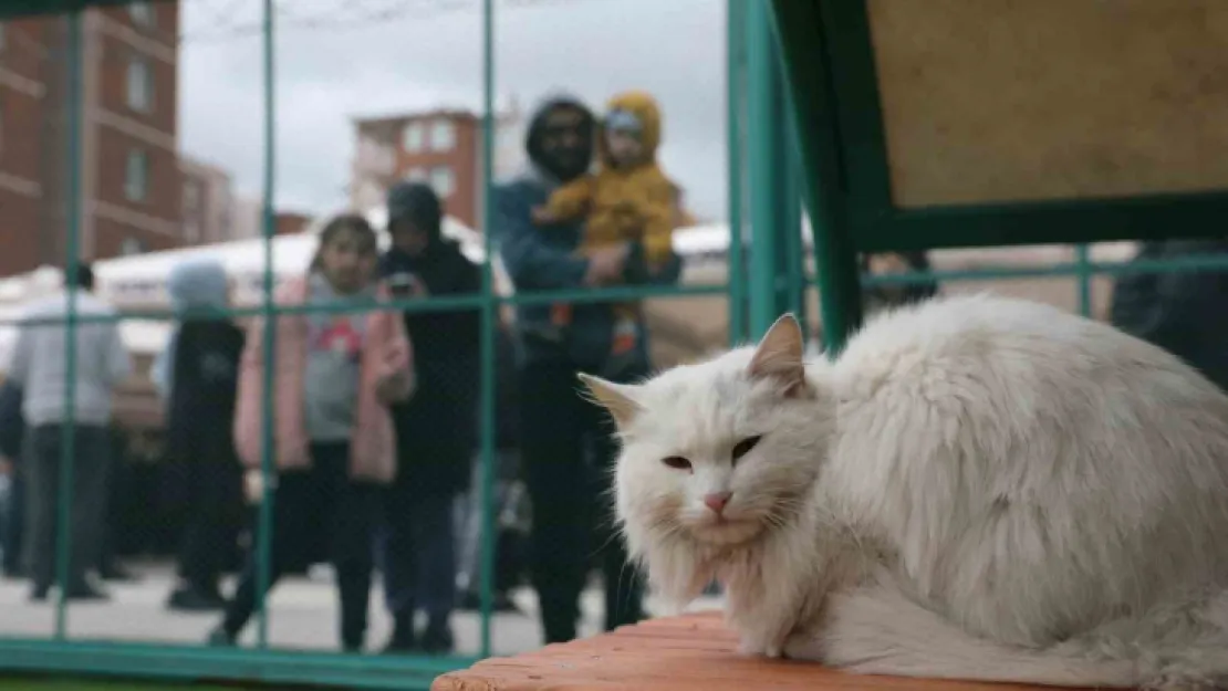 Küçük Dostlar Kedi Kasabası Açıldı