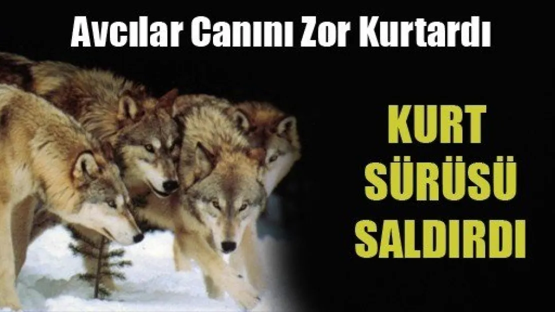 Kurt Sürüsü Avcılara Saldırdı